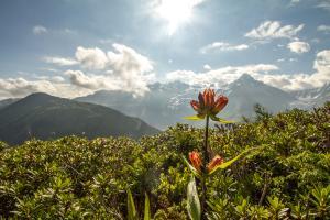 Chamonix valley